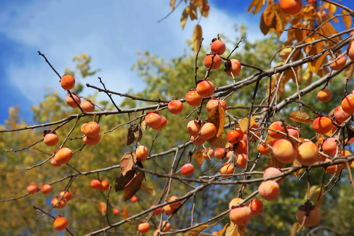 plant persimmon seeds American Persimmon Tree Seeds - For 2026 Planting Diospyros Virginiana