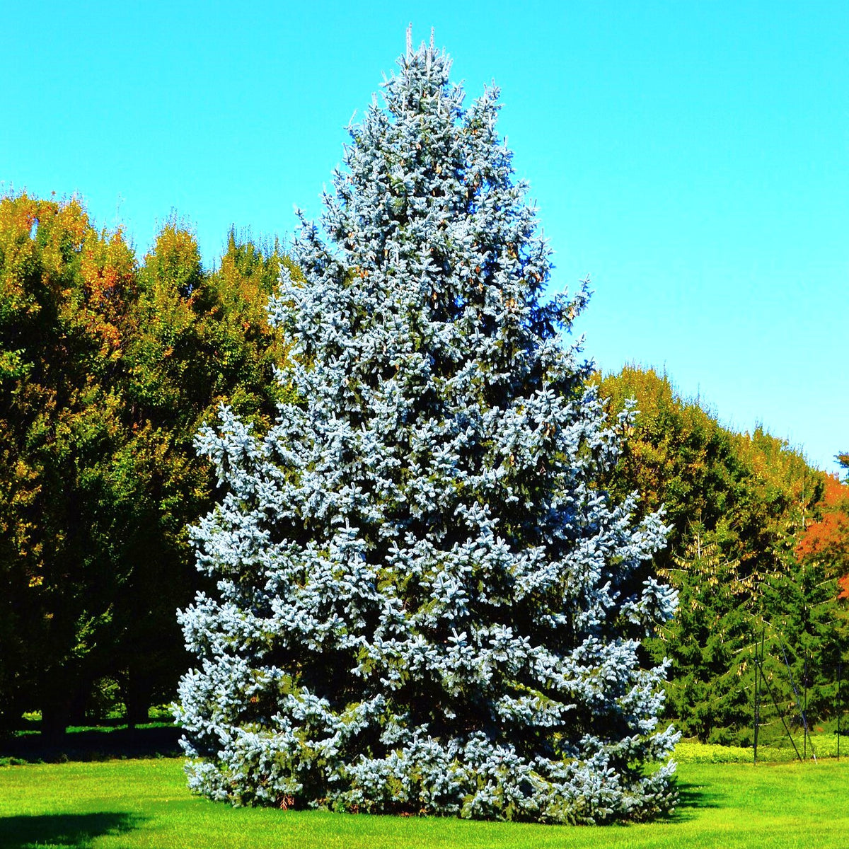 Colorado Blue Spruce Tree Seeds - For 2026 Planting Cold-Hardy Green