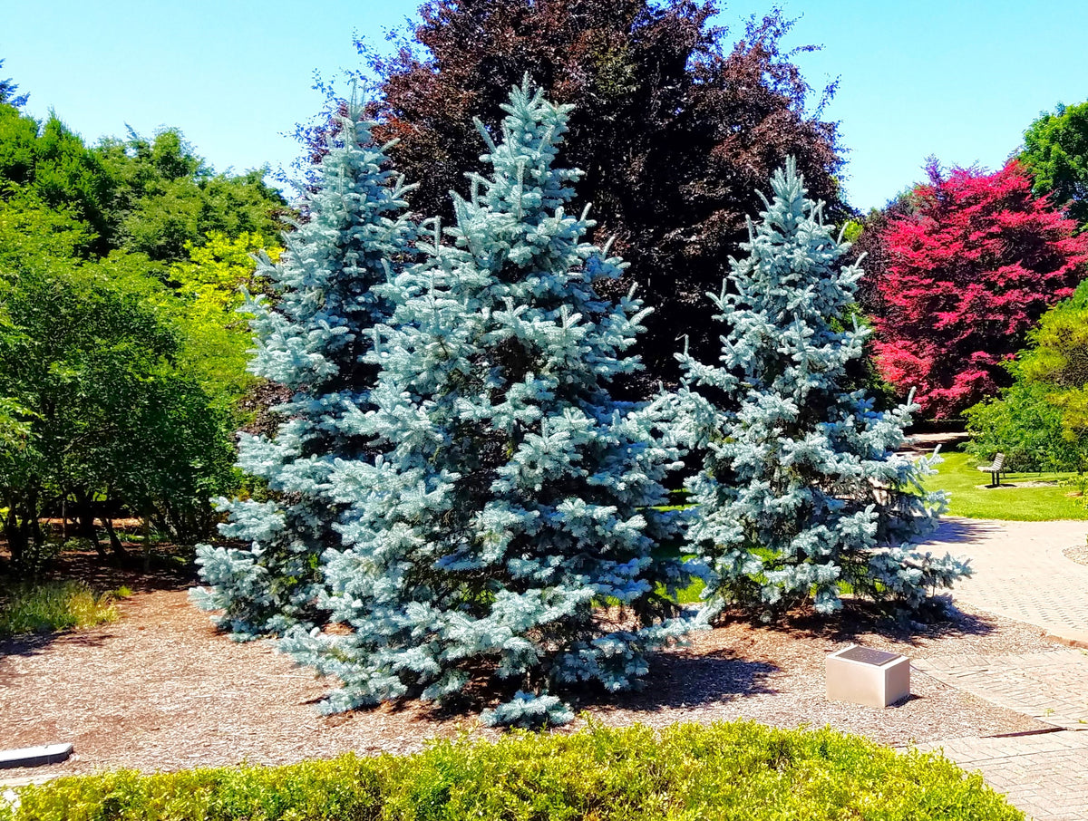 Colorado Blue Spruce Tree Seeds - For 2026 Planting Cold-Hardy