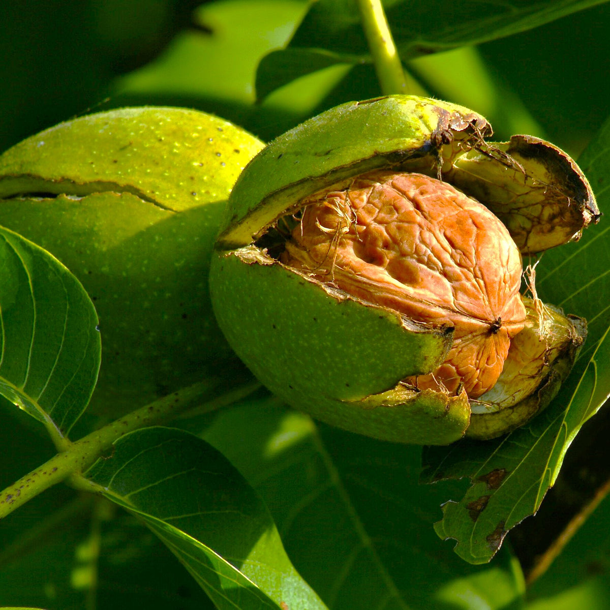 planting english walnuts from seed Howard English Walnut Tree Seeds - For 2026 Planting Juglans Regia
