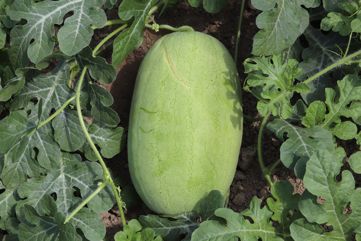 Charleston Grey Watermelon Seeds Strawberry Pink Flesh Green Gray