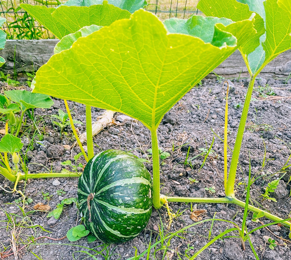 Kabocha Squash Seeds - For 2026 Planting Japanese Pumpkin Green