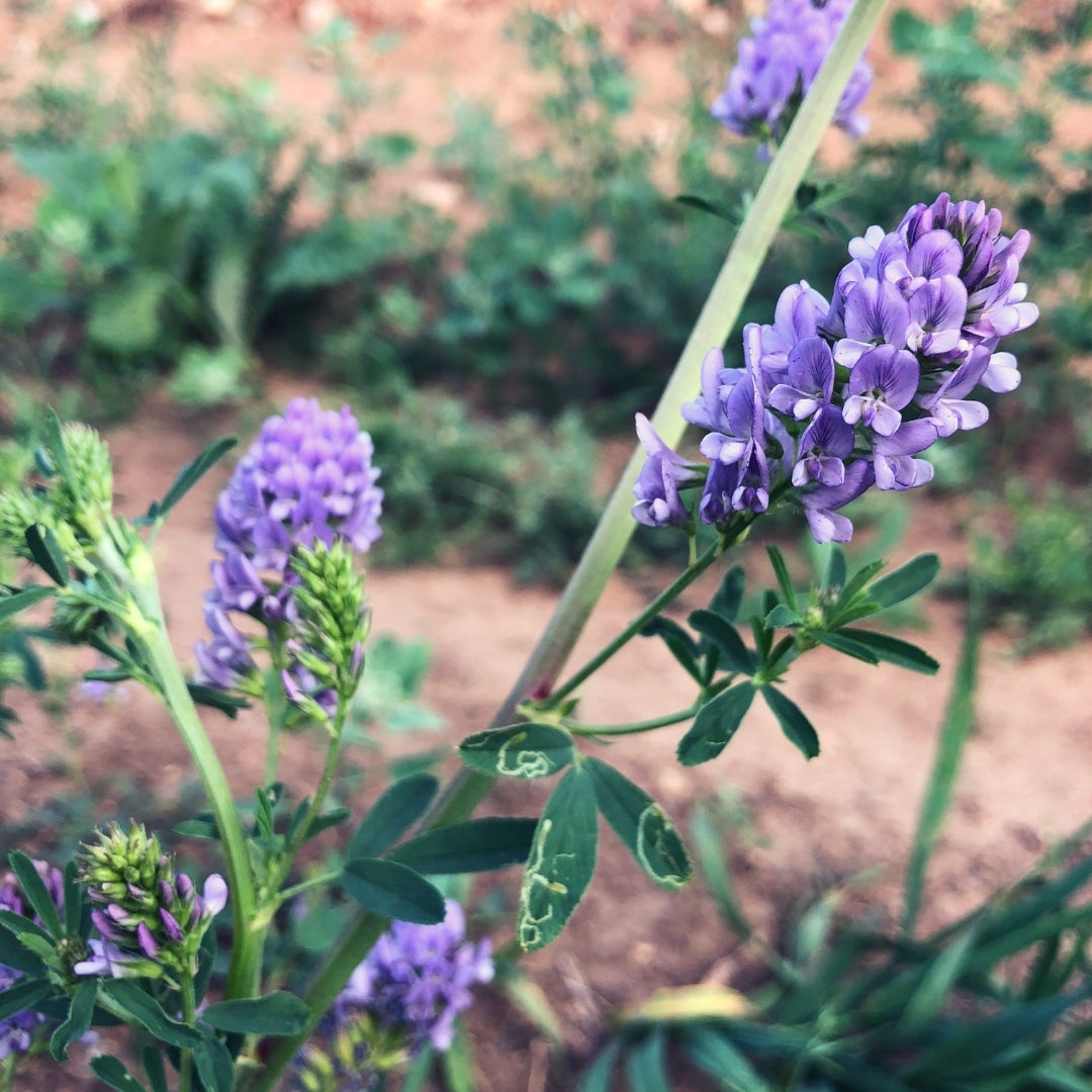 alfalfa seed planting True Alfalfa Seeds - For 2026 Planting USA Vegetable Asian Salad Green