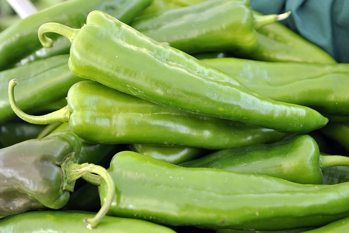 Anaheim Chile Pepper Seeds - For 2026 Planting 2,500 Scoville Heirloom |  TomorrowSeeds