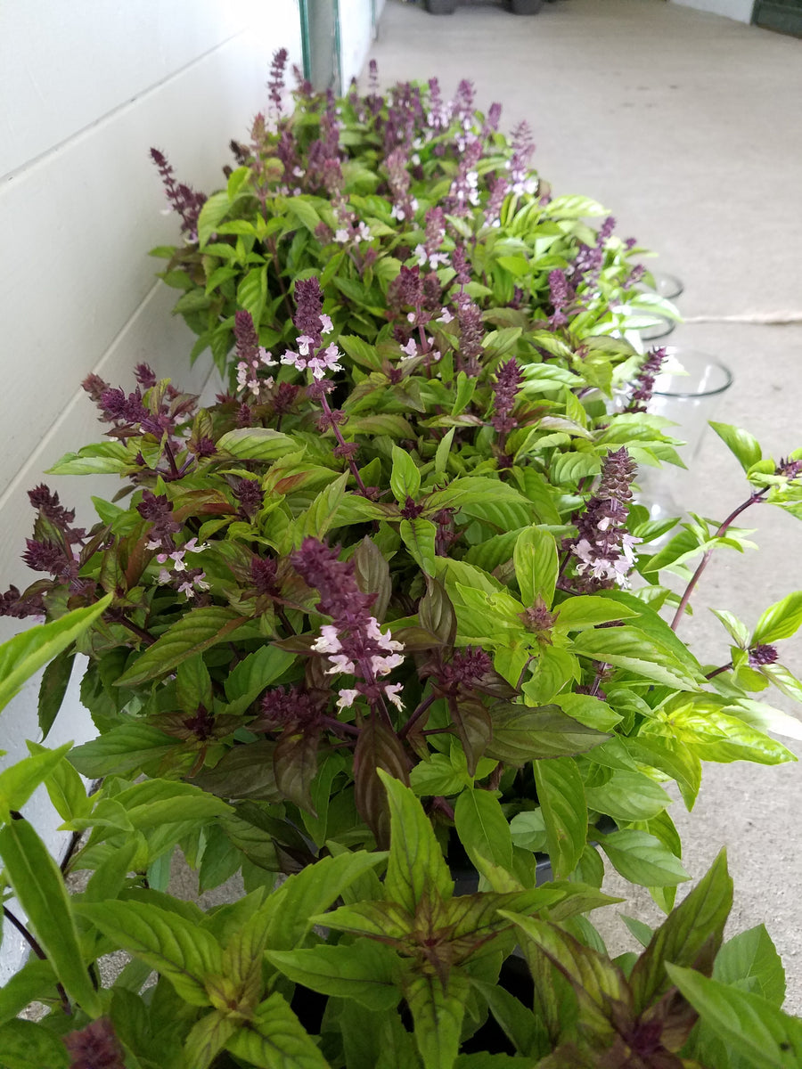 basil cinnamon plant Cinnamon Basil Seeds - For 2026 Planting Mexican Spice Fragrant Sweet