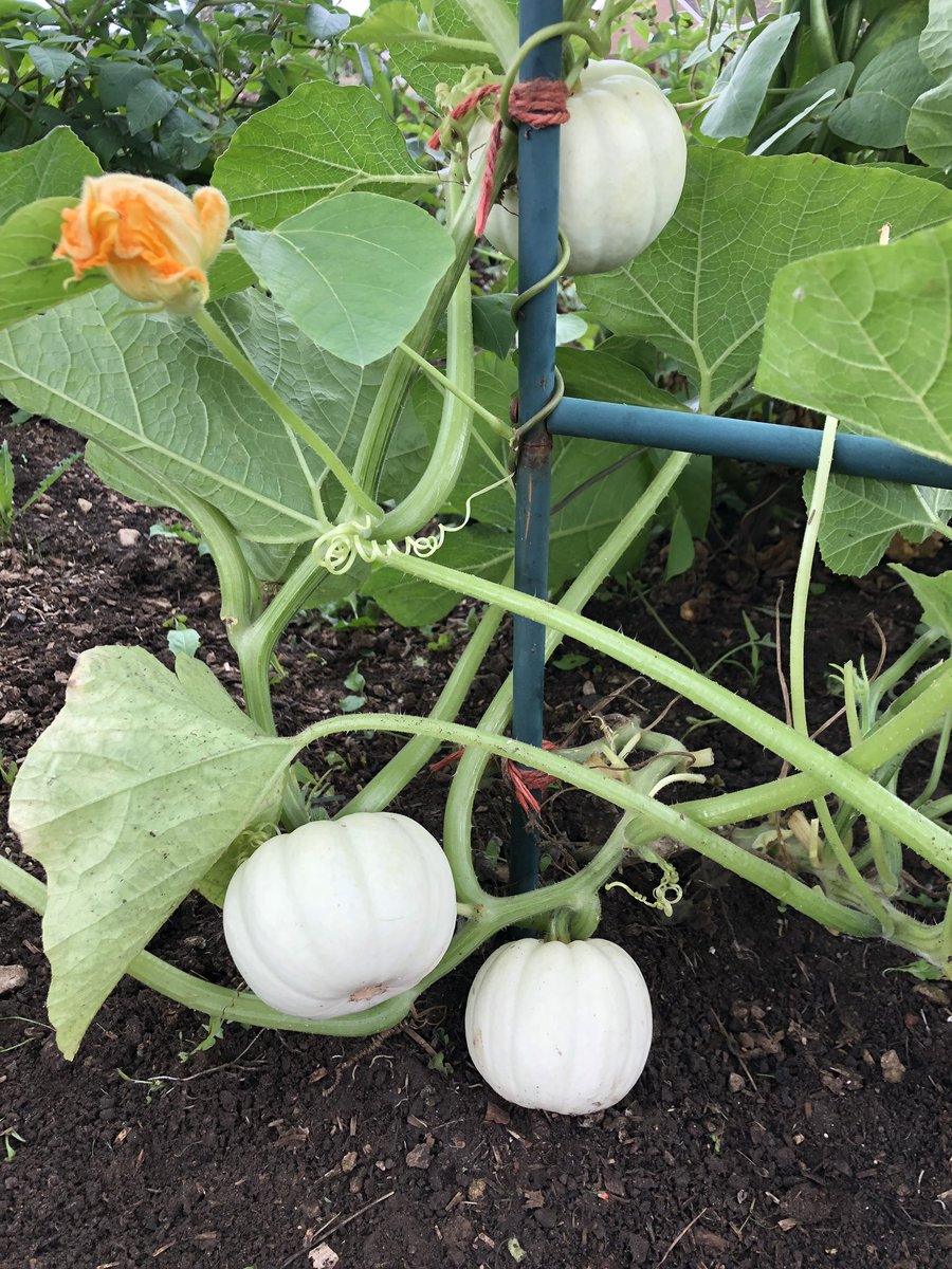 Baby Boo Pumpkin
