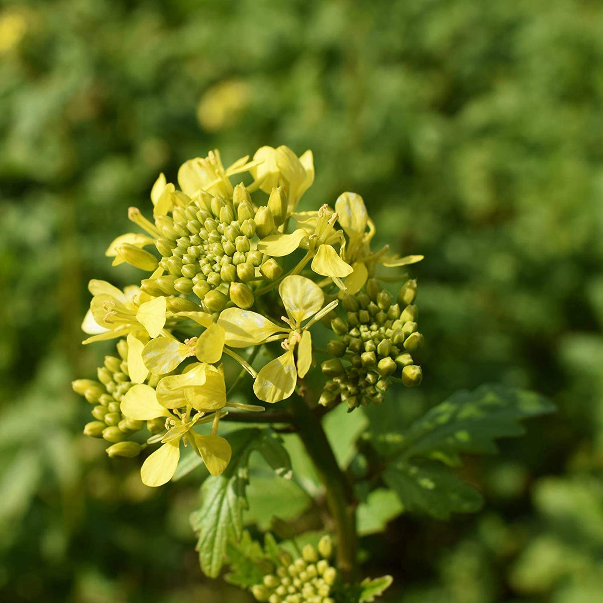 Spicy Brown Mustard Green Seeds - For 2026 Planting Brassica Garden