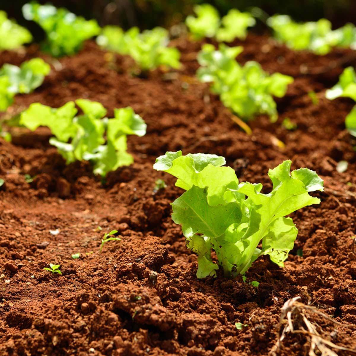 black seeded simpson lettuce planting Black Seeded Simpson Green Leaf Lettuce Seeds - For 2026 Planting
