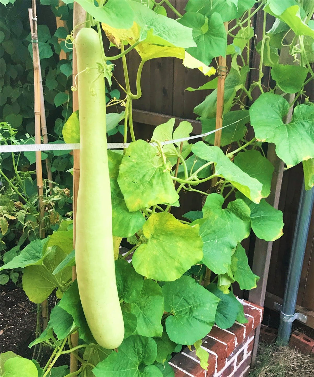Big Green Sausage Bottle Gourd Seeds Lagenaria Siceraria Upo Opo Snake Melon Long Calabash