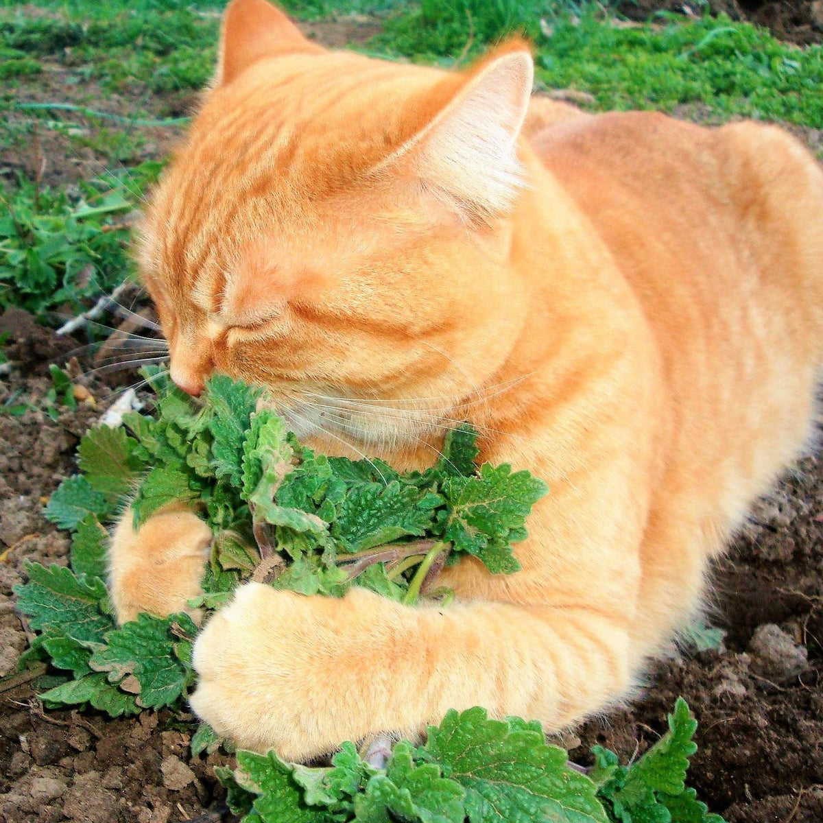 thumbnail image 2 of Catnip Seeds & More – Heirloom Varieties | Seed Therapy 2 of 10