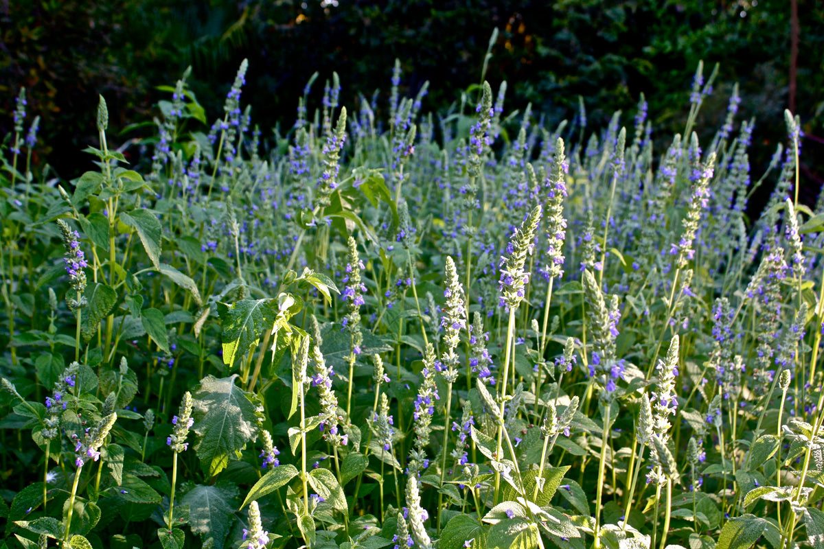 Chia Seeds - For 2026 Planting Salvia Hispanica Herb Purple White