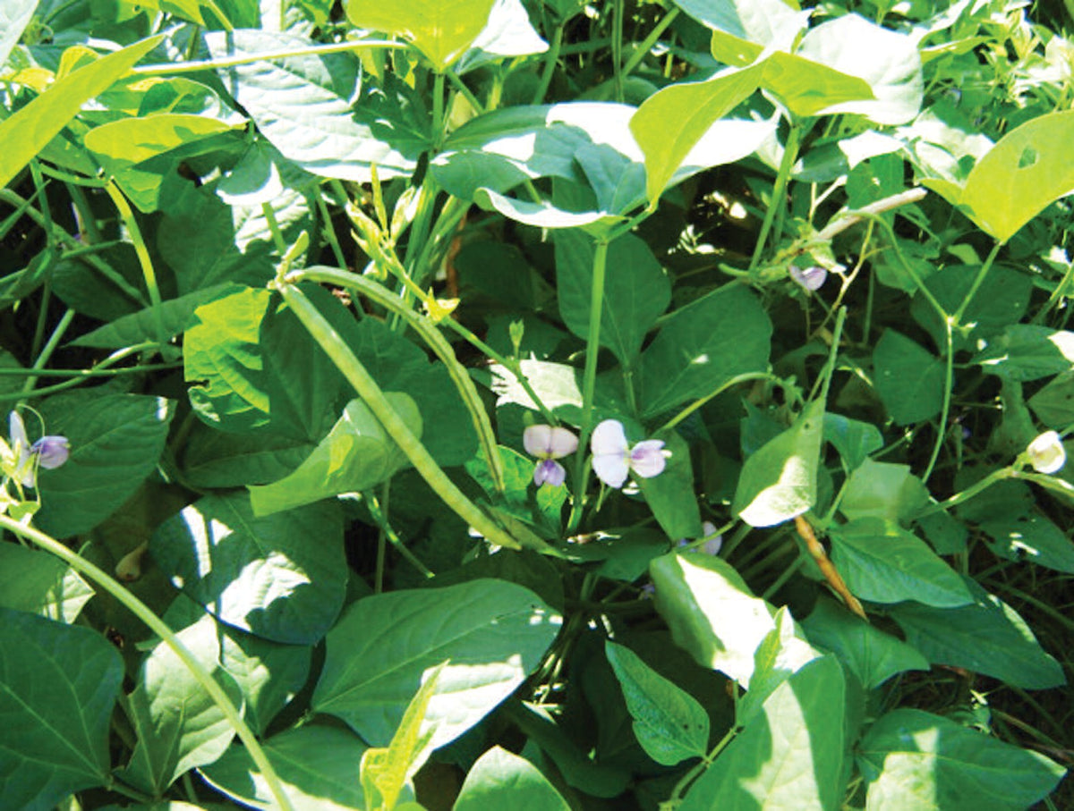 cowpea plant Iron and Clay Cowpea Seeds - For 2026 Planting Southern Field Pea