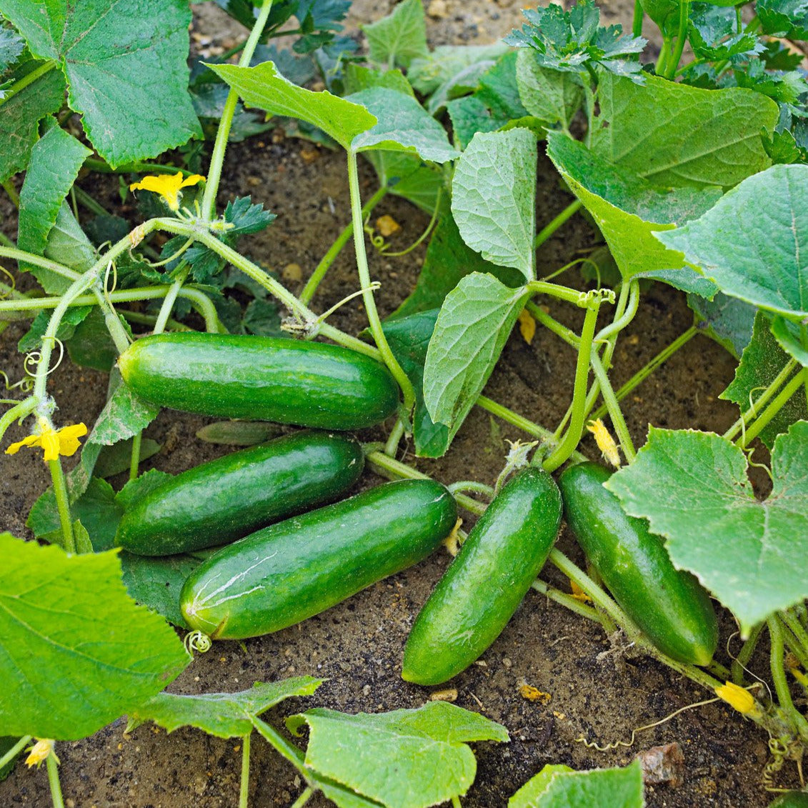 thumbnail image 2 of Space Master Cucumber Seeds – 25 Seeds, Bush Variety, Heat Tolerant, USA Seller 2 of 4