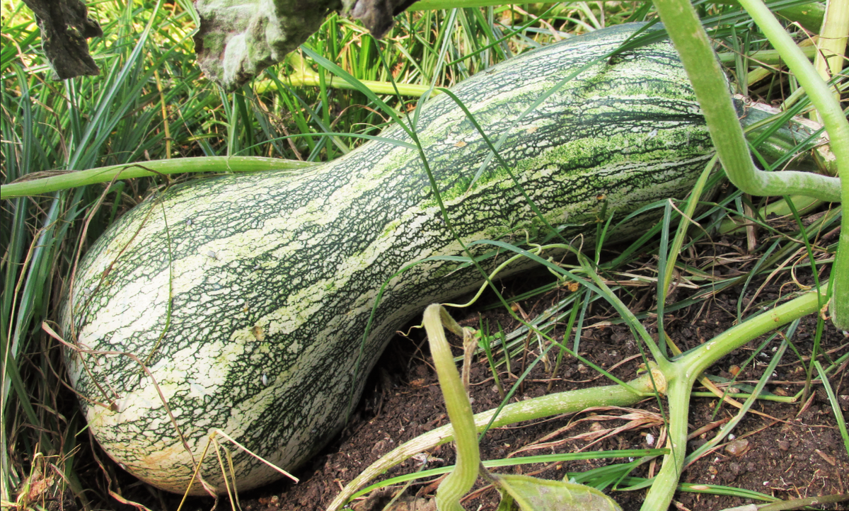 cuscus seed plant Green Striped Cushaw Seeds - For 2026 Planting USA Garden Vegetable