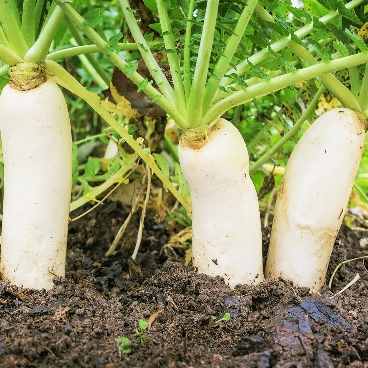 Daikon Radish Seeds - For 2026 Planting Japanese Winter White Daikon Radish Seeds - For 2026 Planting Japanese Winter White
