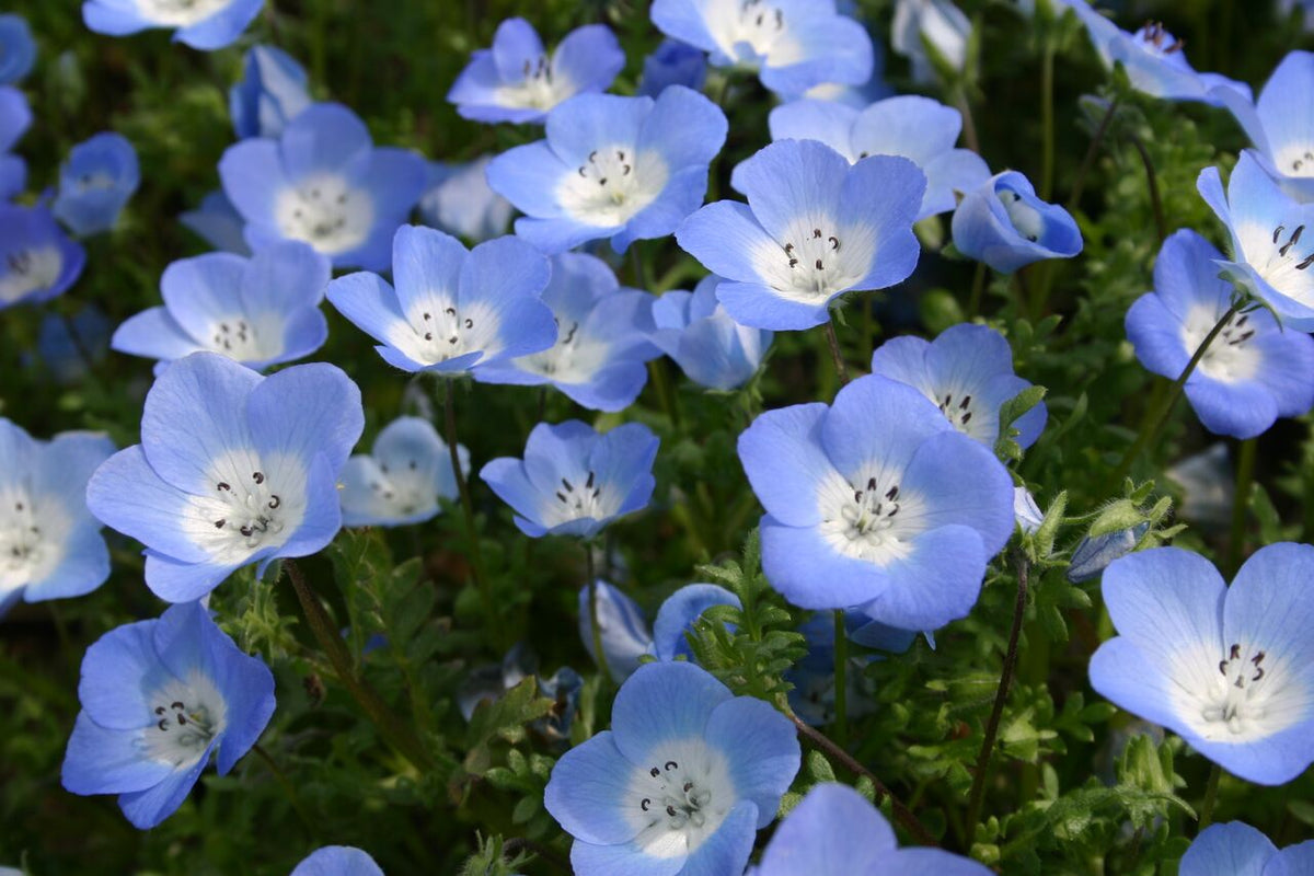 blue wildflower seed mix 9 Species Mix Blue Wildflowers Seeds - For 2026 Planting Multi Variety