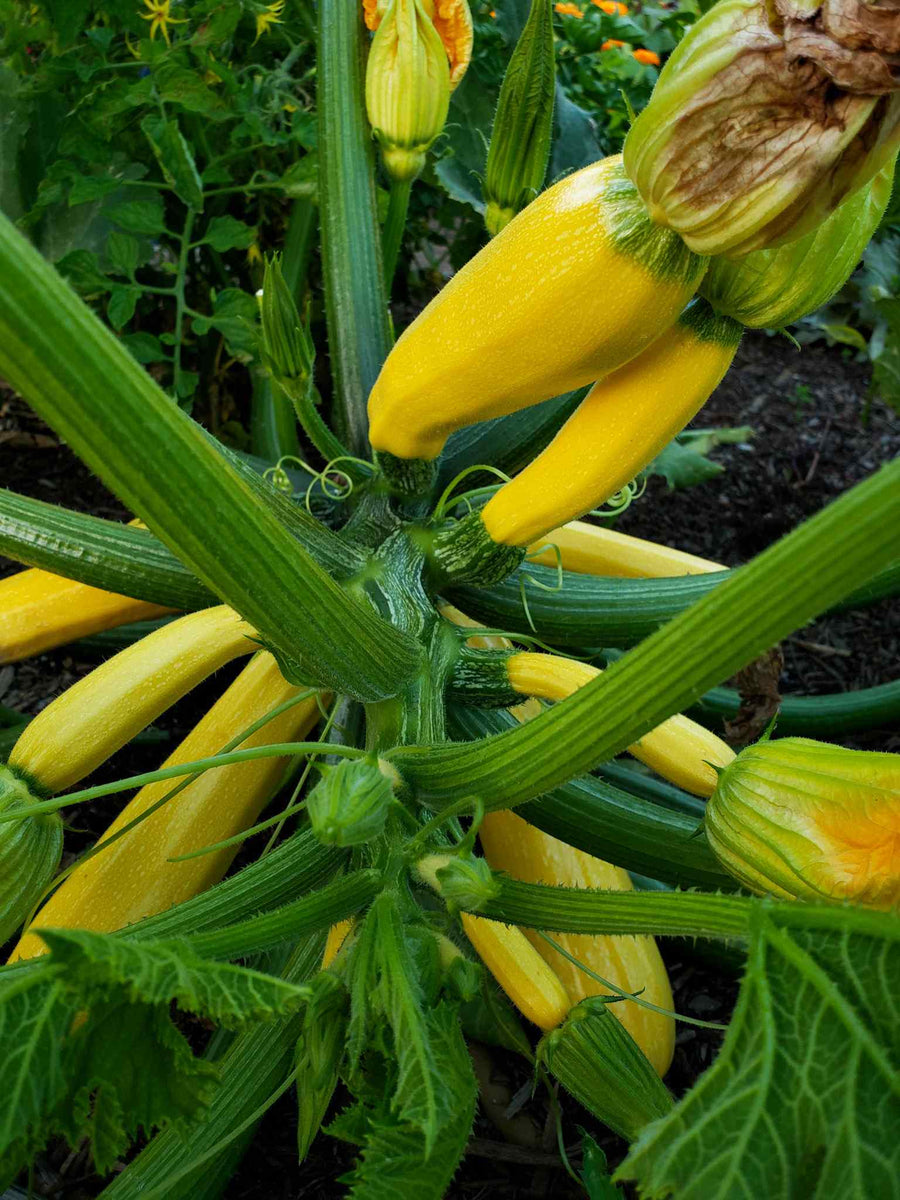 Golden Zucchini Seeds - For 2026 Planting Heirloom Italian Yellow