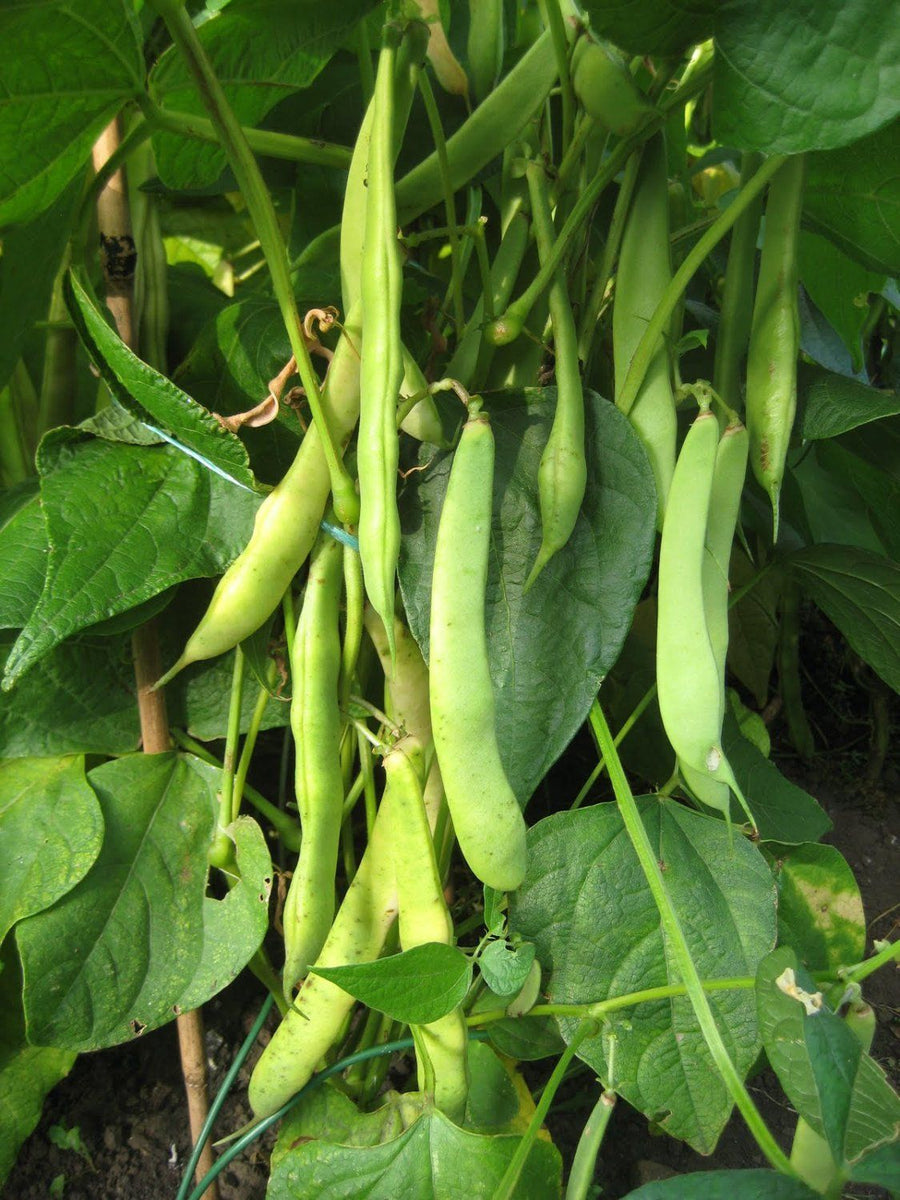 red bean plant Dark Red Kidney Bean