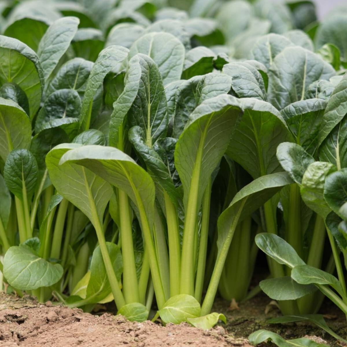 mustard spinach plant Komatsuna Mustard Green Spinach