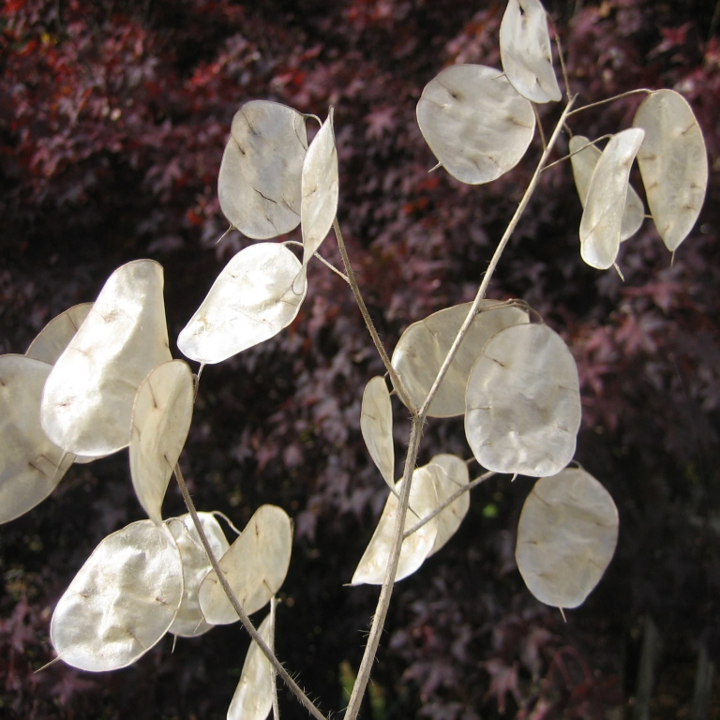 money tree leaves translucent Money Plant (Lunaria)