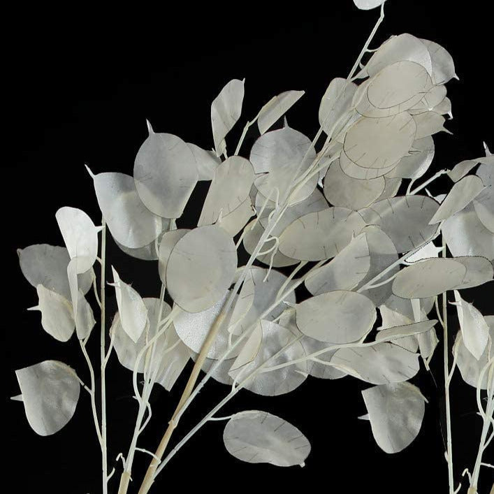 money silver dollar plant Money Plant (Lunaria) Seeds - For 2026 Planting Non-GMO Heirloom