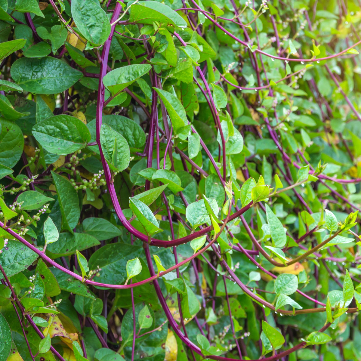 planting malabar spinach seeds Red Stem Malabar Spinach Seeds - For 2026 Planting Basella Alba Rubra