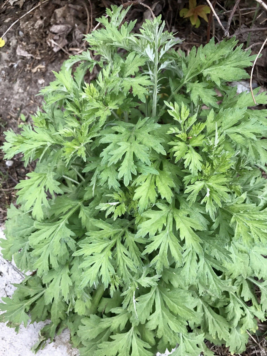 Yomogi Mugwort (Korean Wormwood) Seeds - For 2026 Planting