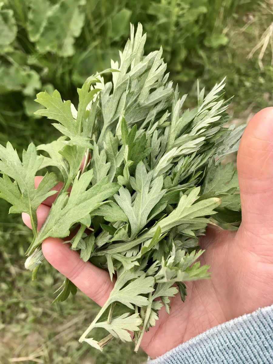 むぎ　オーダー Yomogi Mugwort (Korean Wormwood) Seeds - For 2026 Planting
