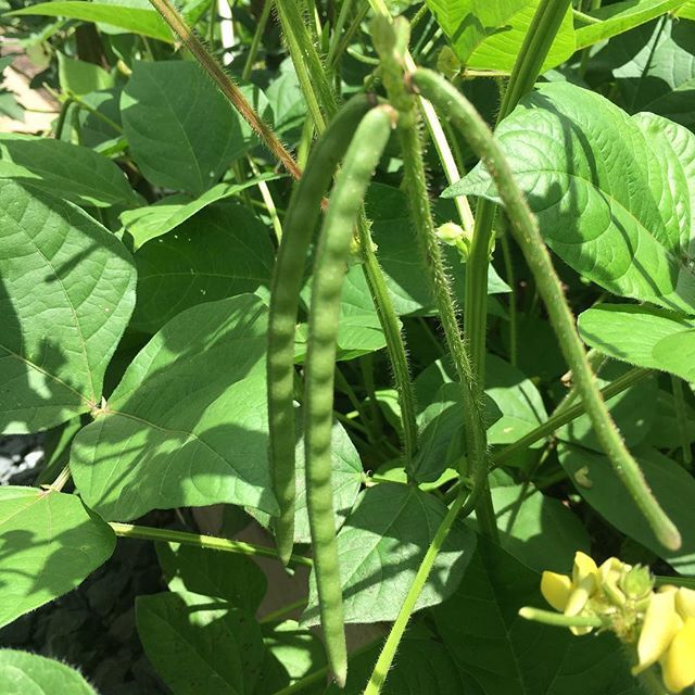 mung plant Mung Bean