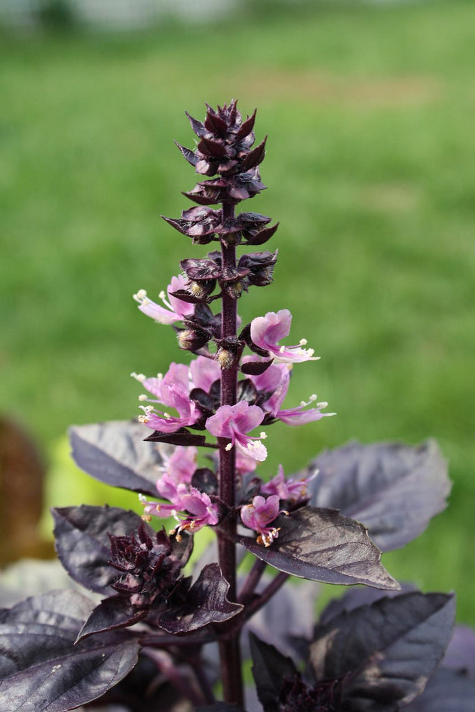 Dark Opal Purple Basil Seeds - For 2026 Planting Heirloom Non-GMO Thai