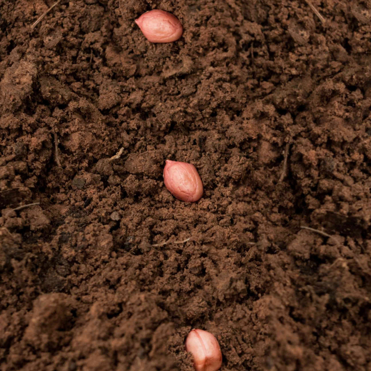 jumbo peanut seeds for planting Jumbo Bailey Virginia Peanut Seeds - For 2026 Planting Top Producer
