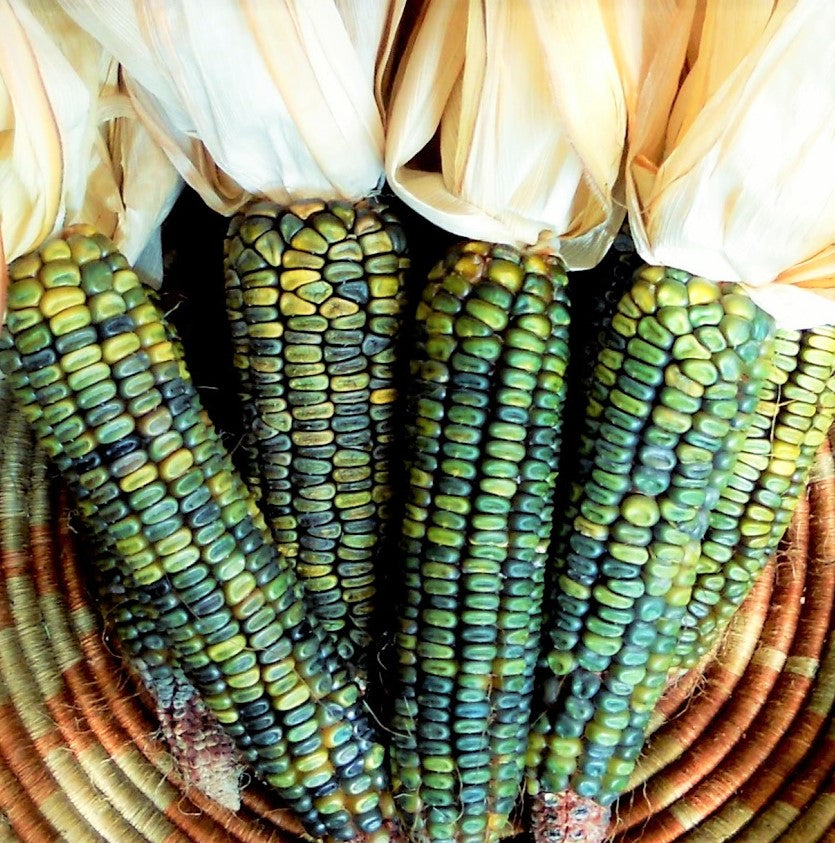 Oaxacan Green Dent Ornamental Corn Seeds - For 2026 Planting Green