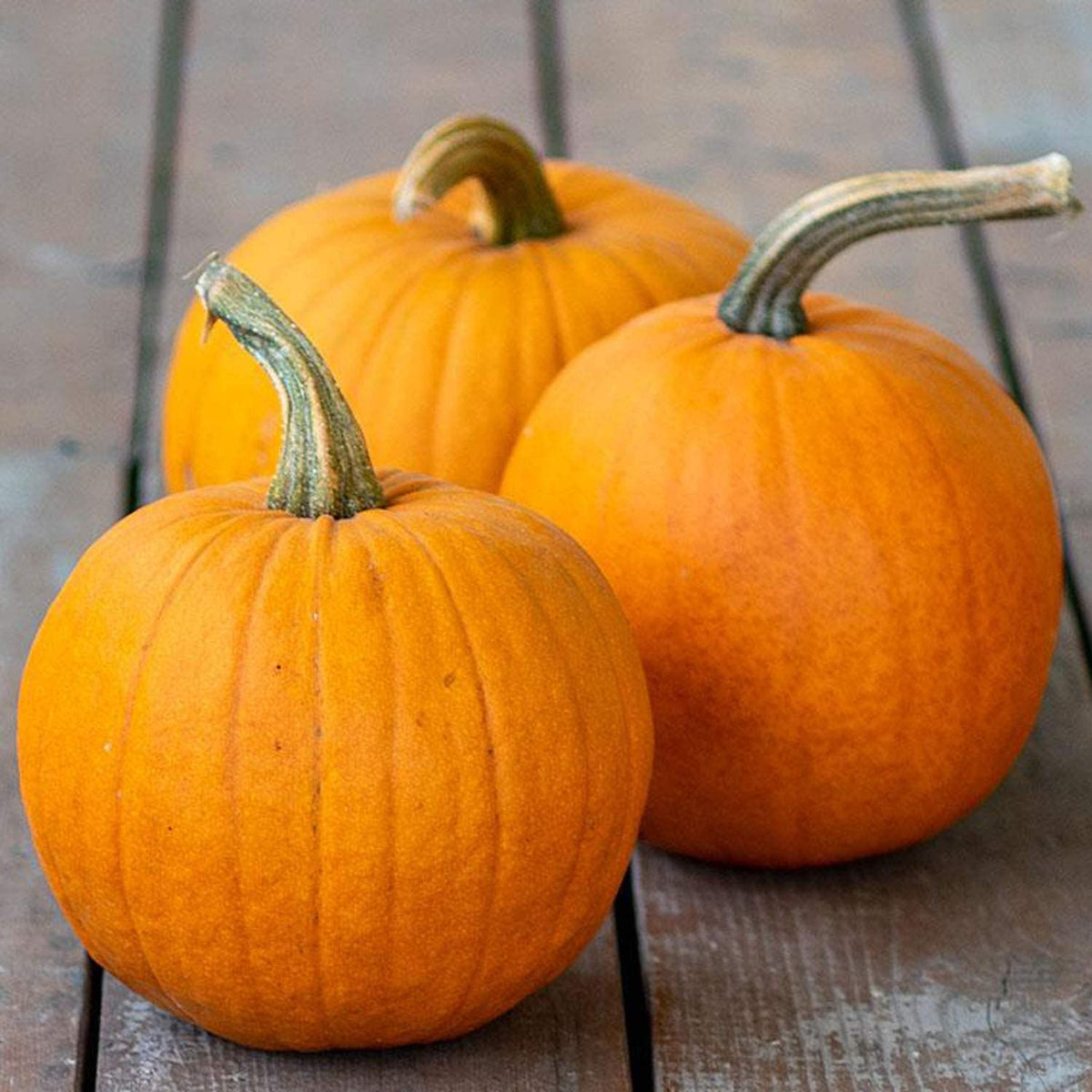 pie pumpkin seeds for planting Pumpkin Pie Sugar Pumpkin Seeds - For 2026 Planting USA Garden