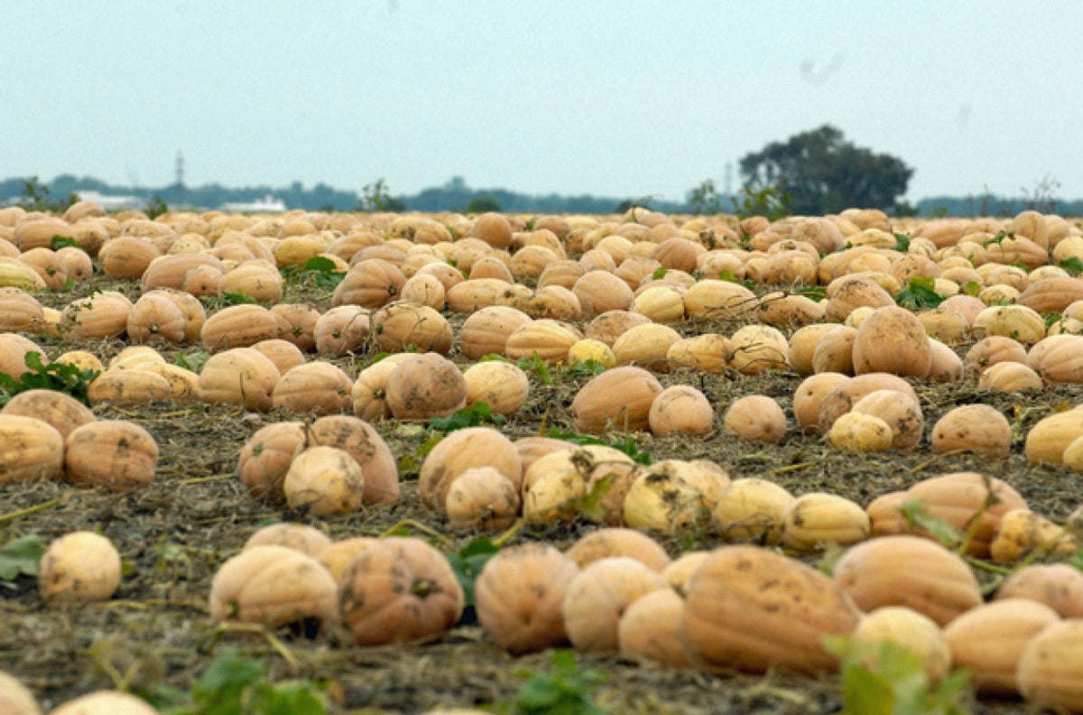 Dickinson Pumpkin (Kentucky Field) Seeds - For 2026 Planting Patch