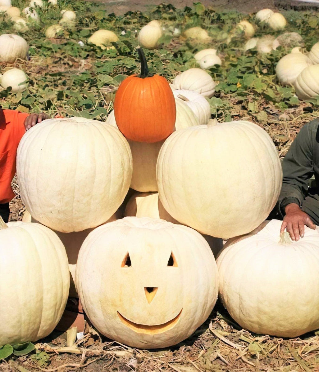white pumpkin seeds for planting Lumina White Pumpkin Seeds - For 2026 Planting Halloween Fall Carving