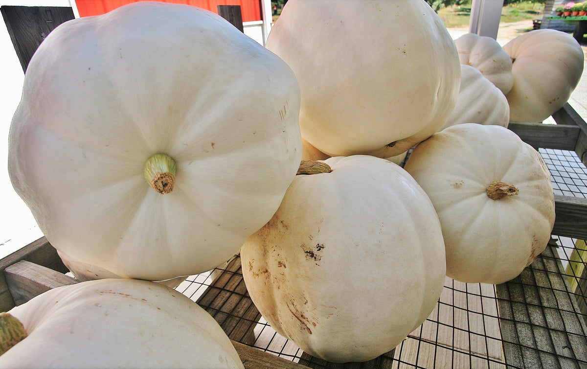 Casper White Pumpkin Seeds - For 2026 Planting Heirloom Fall
