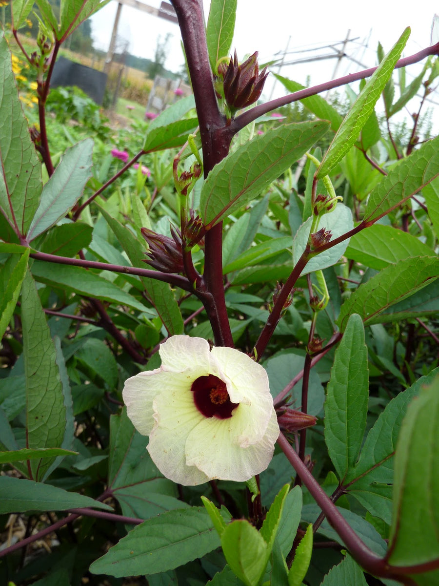 roselle seeds for planting Red Hibiscus Roselle Seeds - For 2026 Planting Hibiscus Sabdariffa
