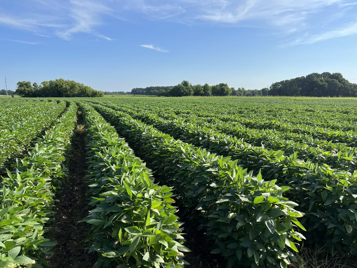 soybean seed plant Yellow Soybean Seeds - For 2026 Planting Cover Crop Grazing Soybean
