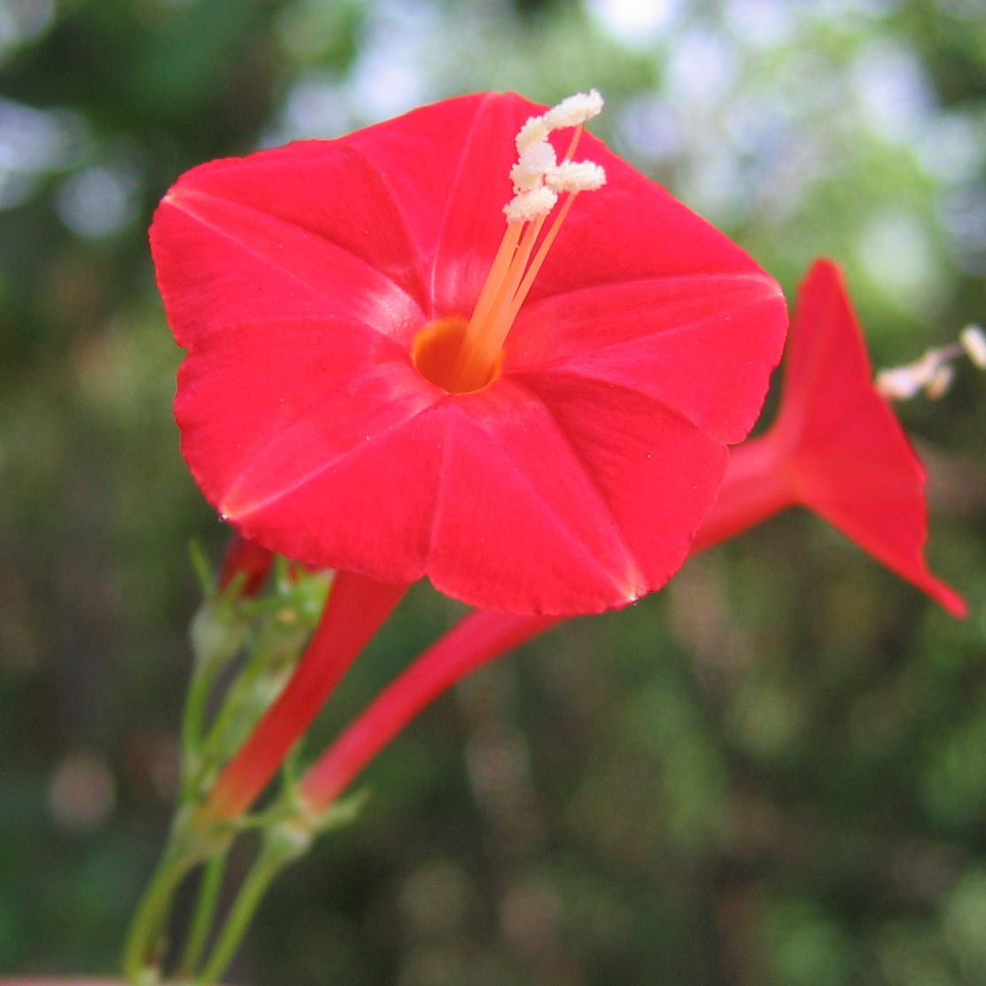 morning glory scarlet o'hara seeds Scarlett O' Hara Morning Glory Seeds - For 2026 Planting Non-GMO USA