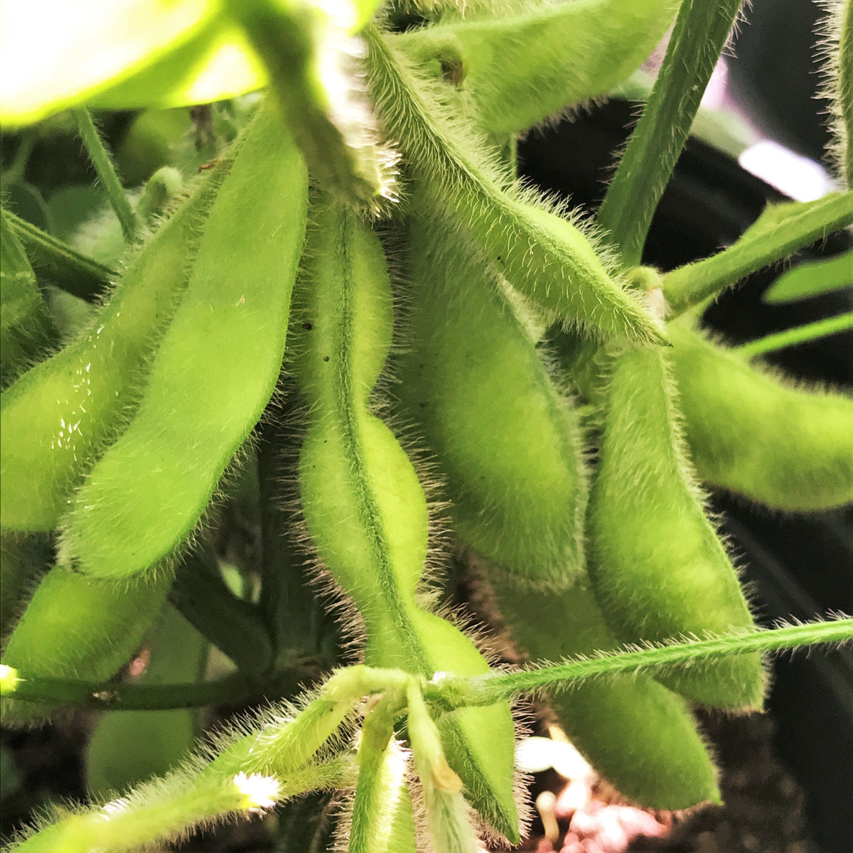 Midori Giant Edamame Soy Bean (USDA Organic) Seeds - For 2026