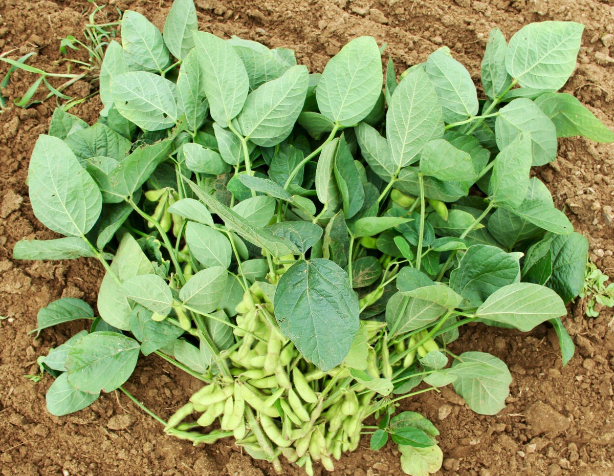 edamame seeds to plant Triple Play Edamame Soy Bean Seeds - For 2026 Planting USA Garden