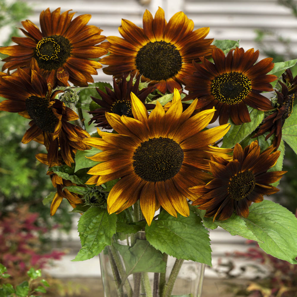 planting sunflowers with earthway seeder Bulk Sunflower Seeds