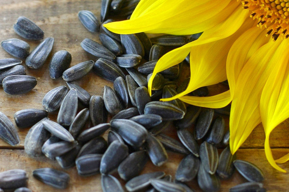 planting peredovik sunflower seeds Peredovik Sunflower Seeds - For 2025 Planting USA-Grown