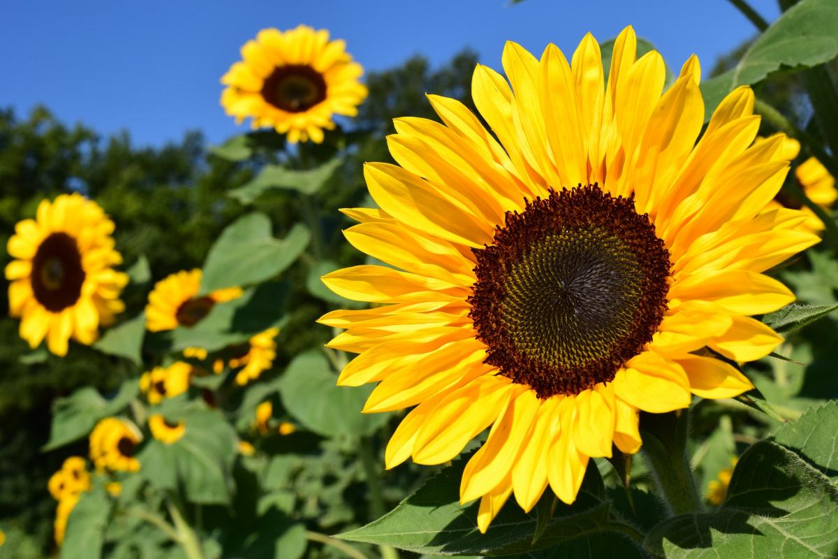planting peredovik sunflower seeds Peredovik Yellow Sunflower Seeds - 50pcs - Grow Impressive Tall Sunflowers - Non GMO Heirloom Garden - Planting Instructions for Easy Grow