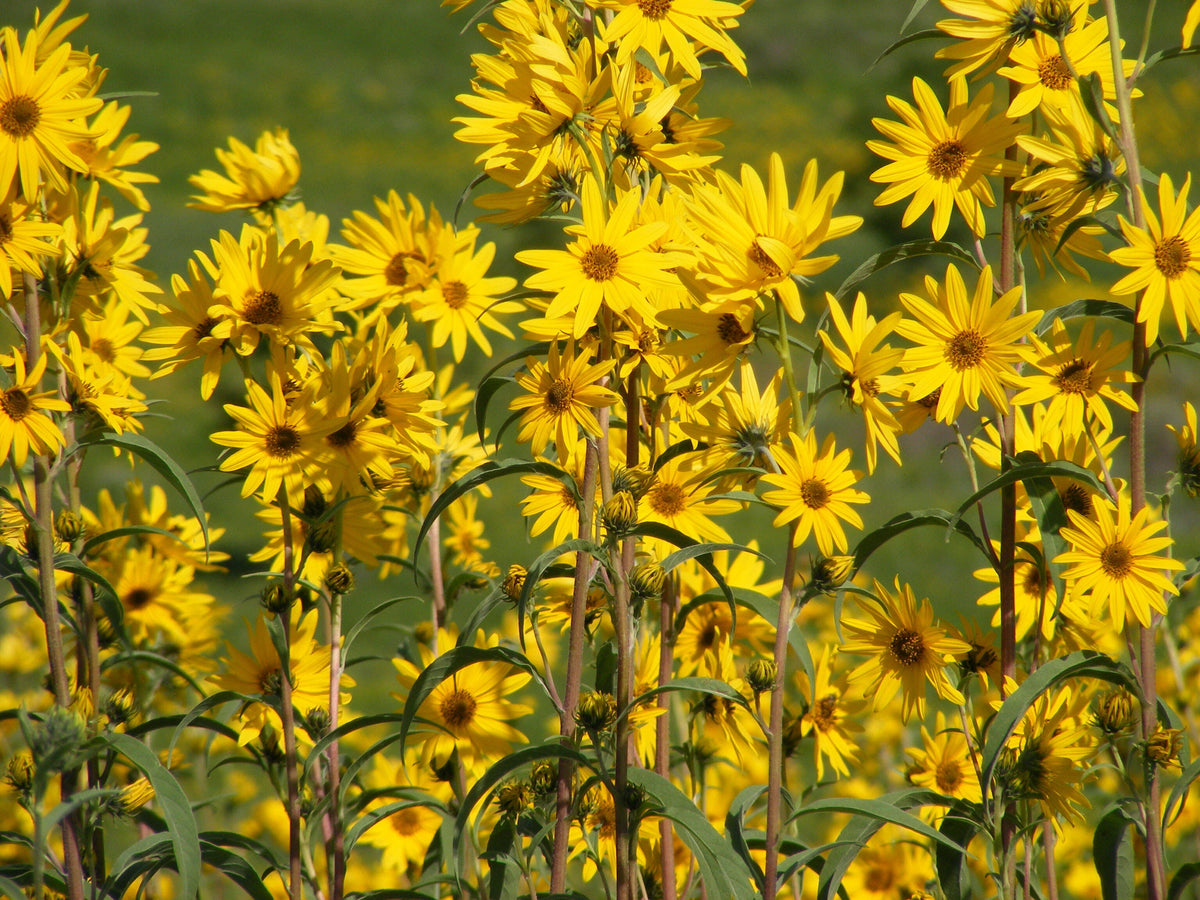 planting maximilian sunflower seeds Maximilian Sunflower Seeds - For 2026 Planting Prairie Sunflower