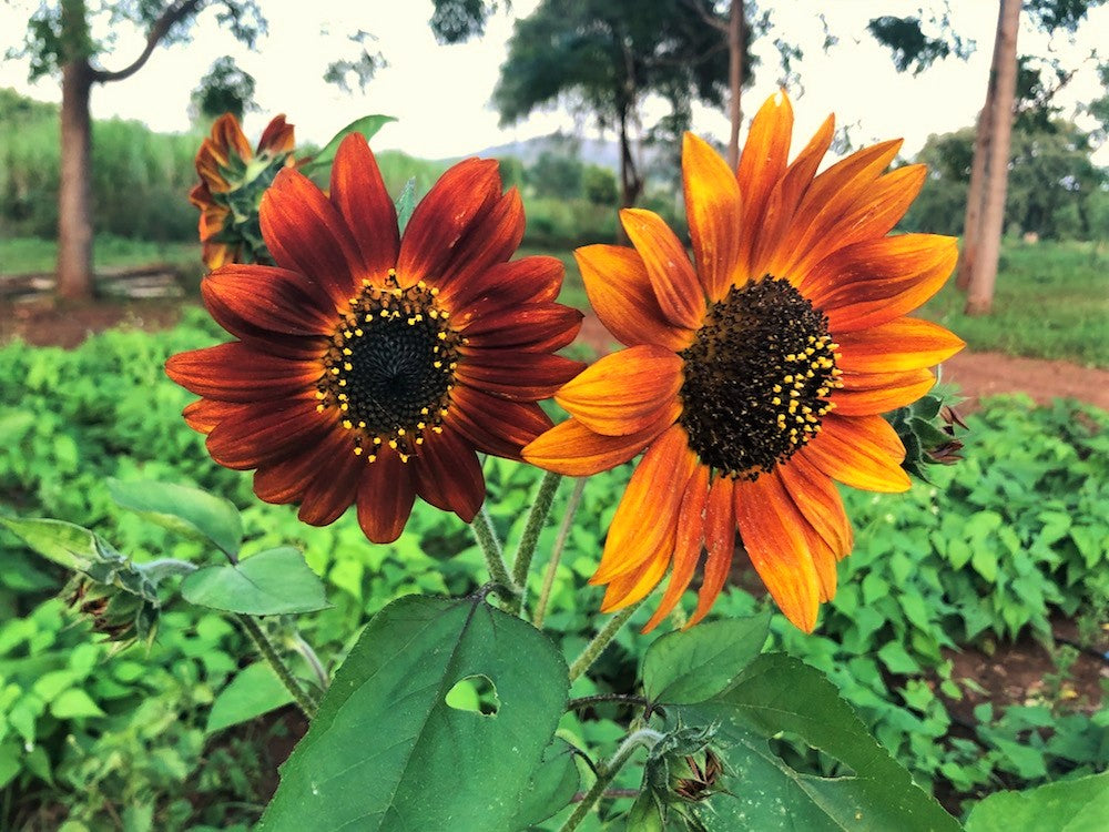 planting red sunflower seeds Red Sun Sunflower Seeds - For 2026 Planting Maroon Burgundy Gold