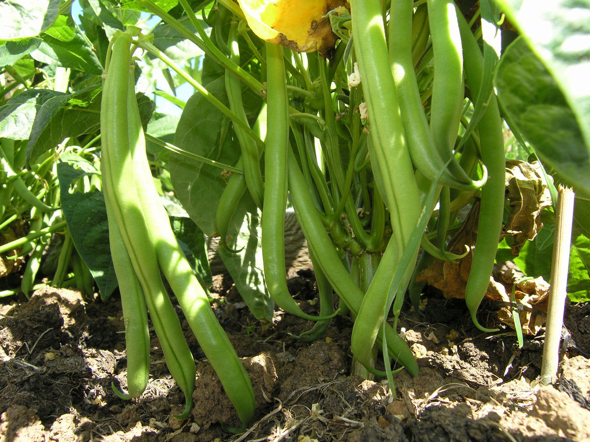 green bean plant fertilizer Burpee Stringless Green Bean Seeds - For 2026 Planting USA Garden