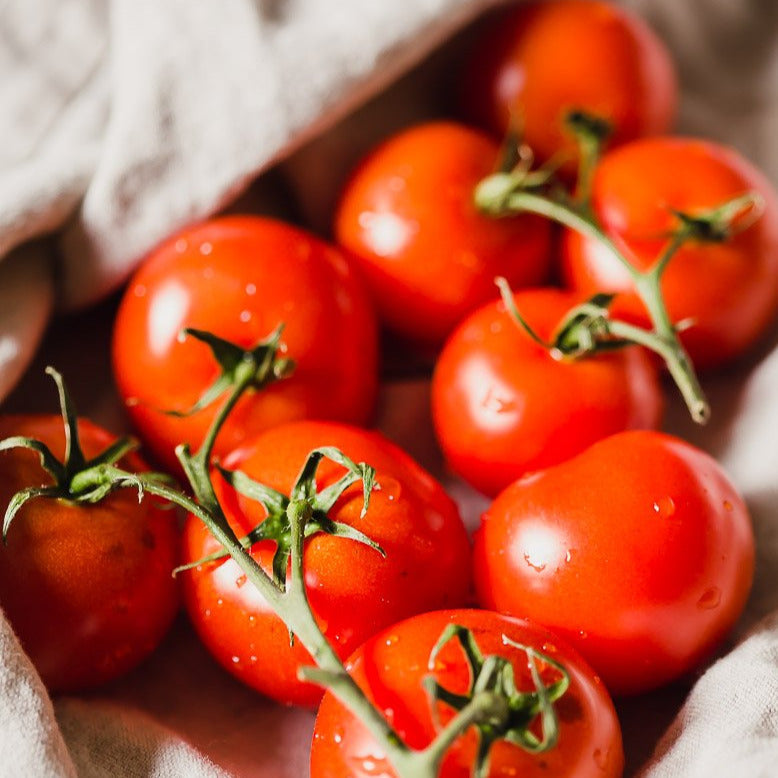 money maker tomato yield per plant Moneymaker Vine Tomato Seeds - For 2026 Planting Indeterminate