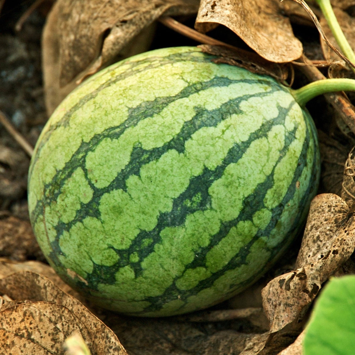 Crimson Sweet Watermelon, image size:1200x1200