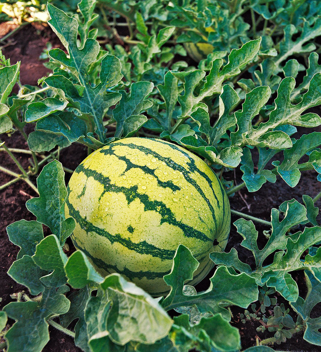 Yellow Crimson Watermelon Seeds - For 2026 Planting Open-Pollinated